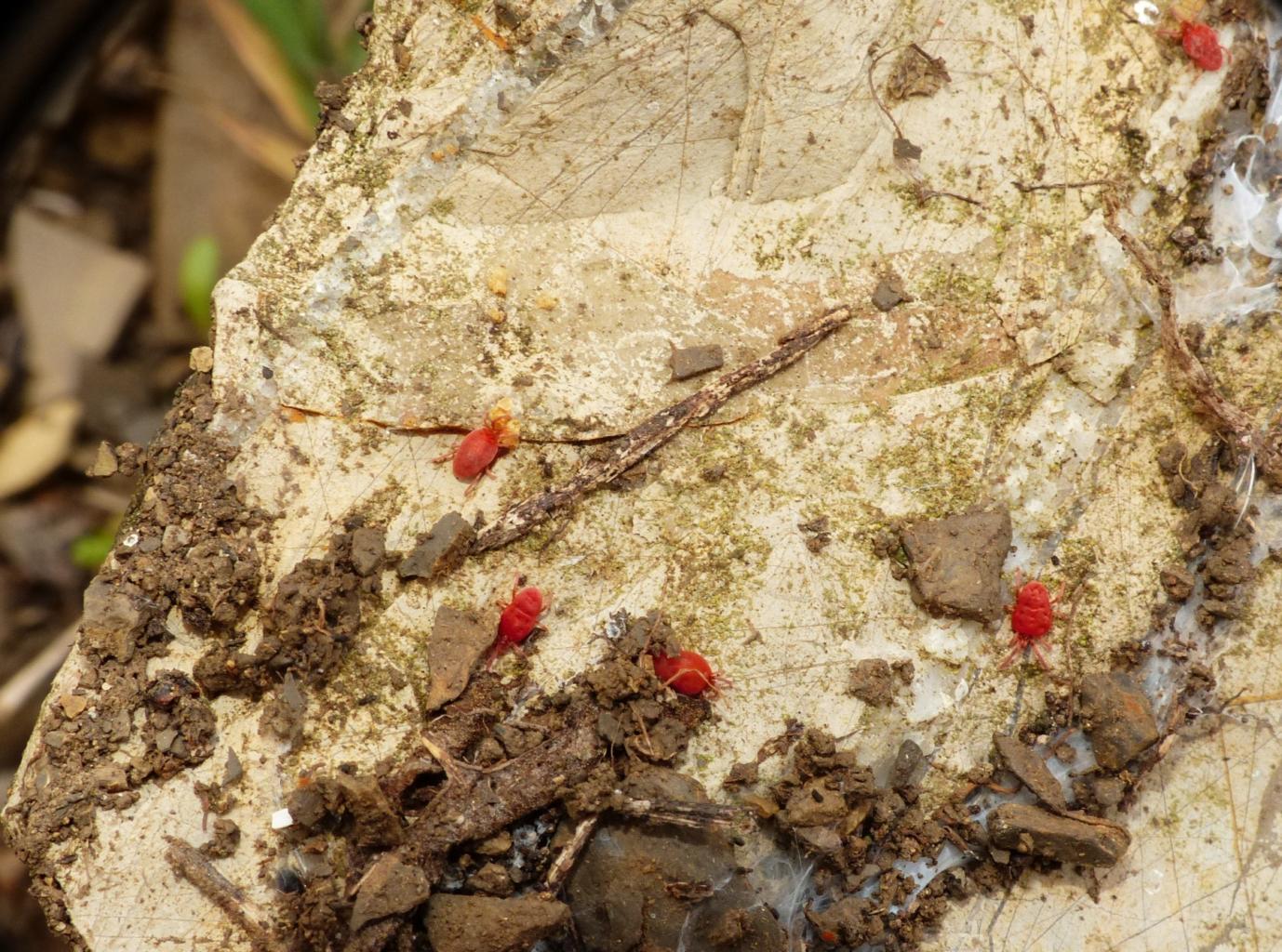 Trombidiidae razziatori di uova di opilioni e di afidi